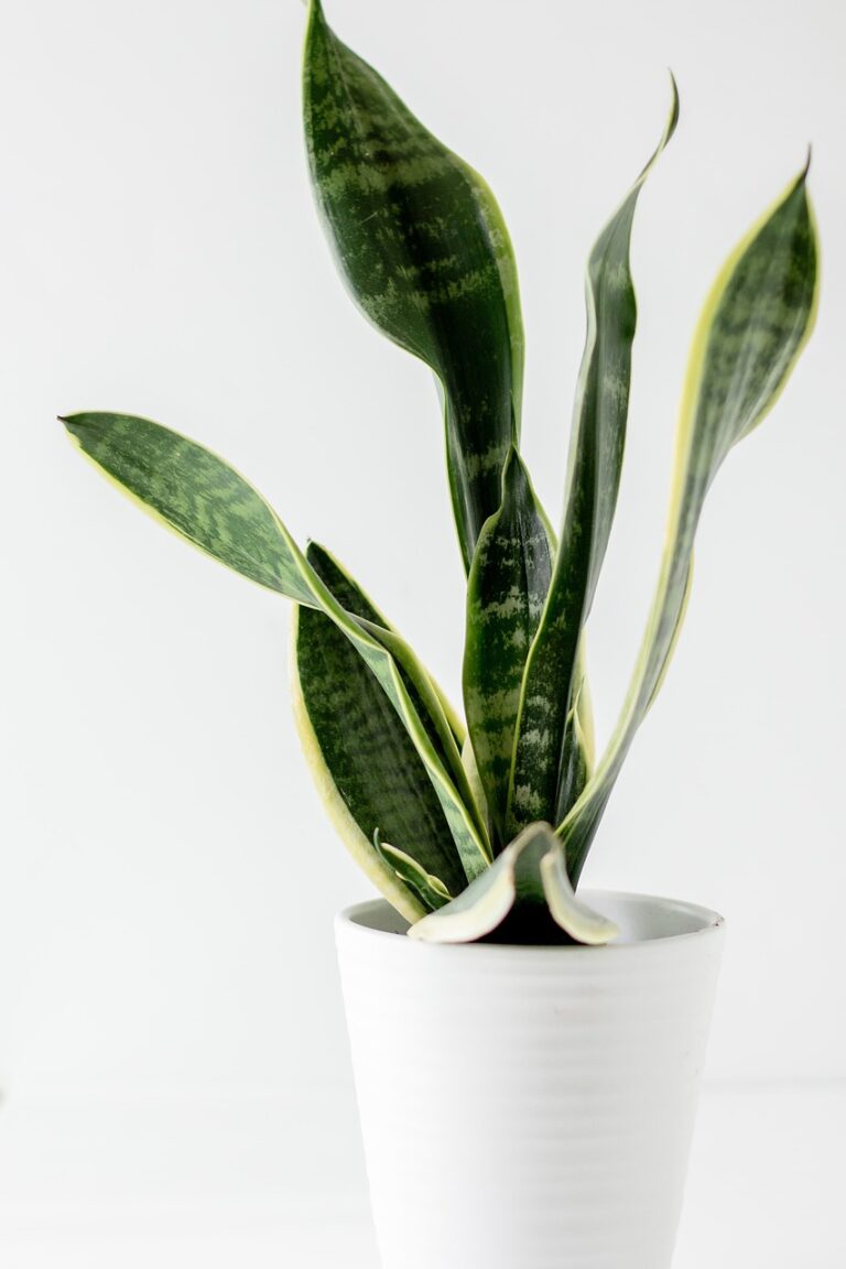 Snake plant 101: The ultimate care guide you need